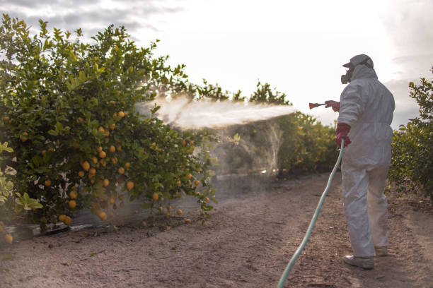 Best Termite Control Services  in Carl Junction, MO